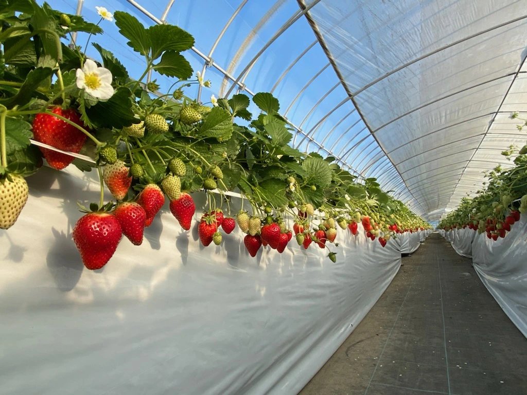 🍓 사노 관광농원 아그리타운(사노 칸코노엔 아그리타운) 이미지 5